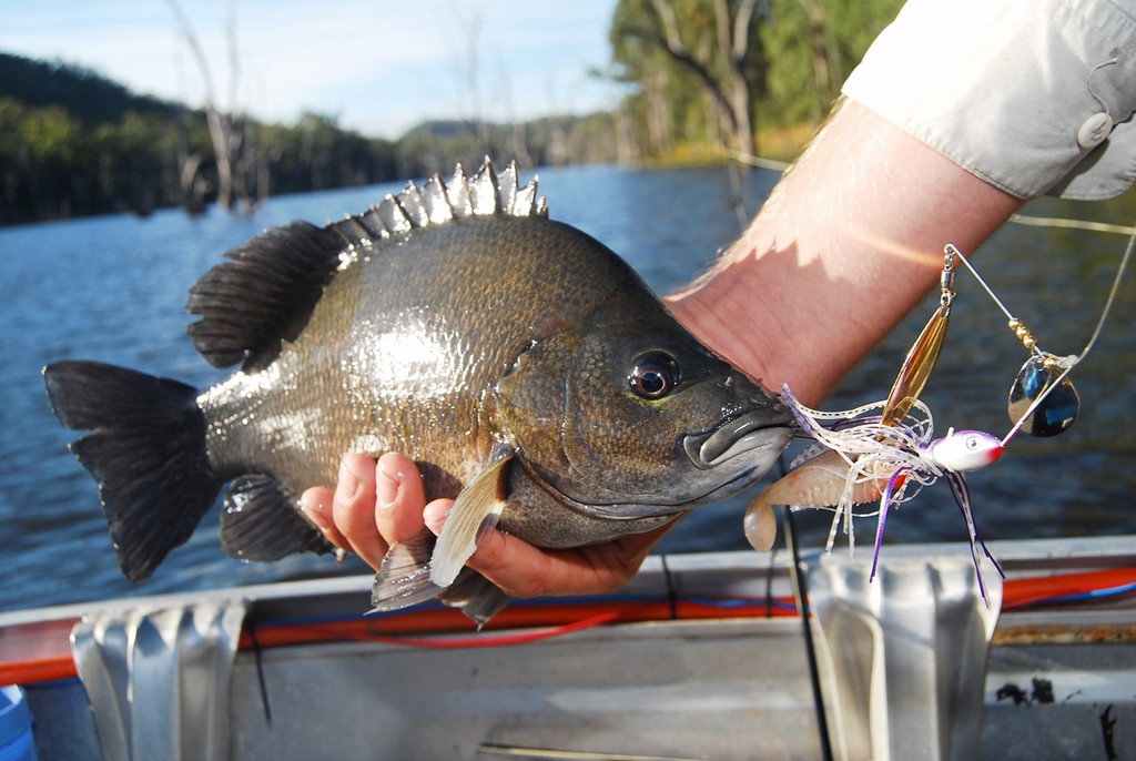 Spinnerbaits are an excellent sooty weapon.  They love to crunch them as they helicopter down drop-offs and tree trunks. © Lee Brake